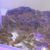 Автомат 'Краболов'